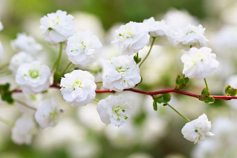 Spiraea Prunifolia Bridal Wreath