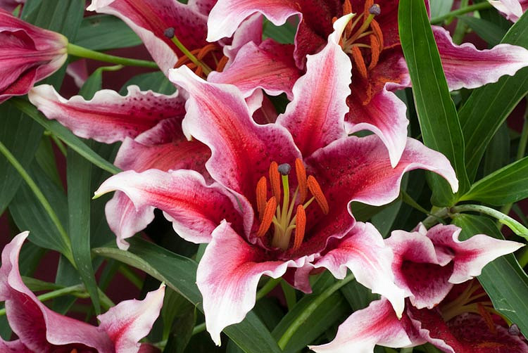 Lilium 'Sumatra' (Oriental Lily)