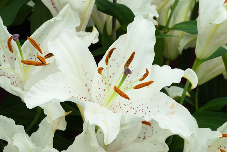 Lilium 'Muscadet' (Oriental Lily)