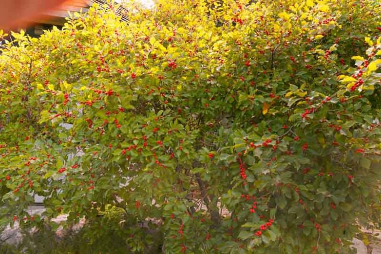 Ilex Verticillata Wildfire Winterberry