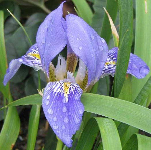 bicolor iris