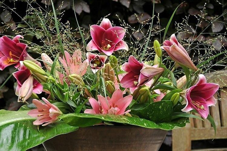 Lilium Pink Heaven Longiflorum Oriental Hybrid Lily