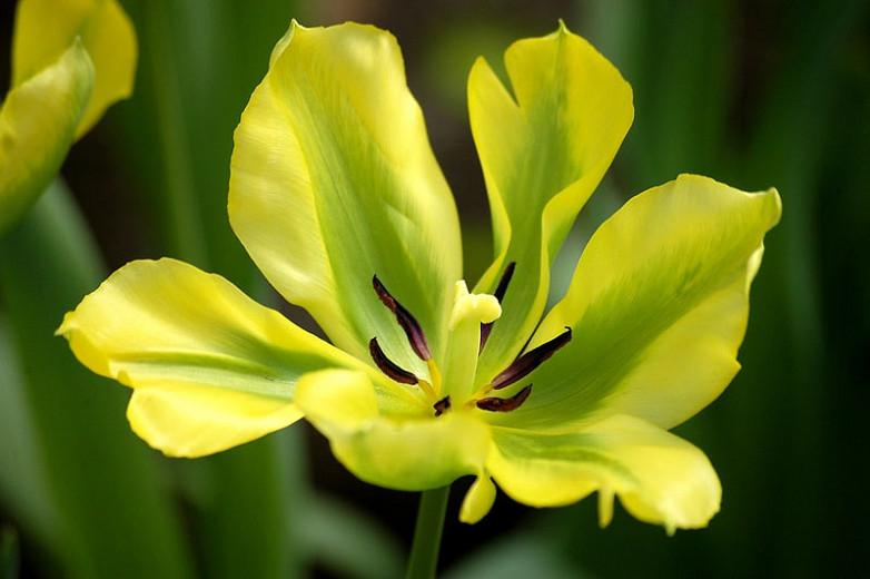 Tulipa Yellow Springgreen Viridiflora Tulip