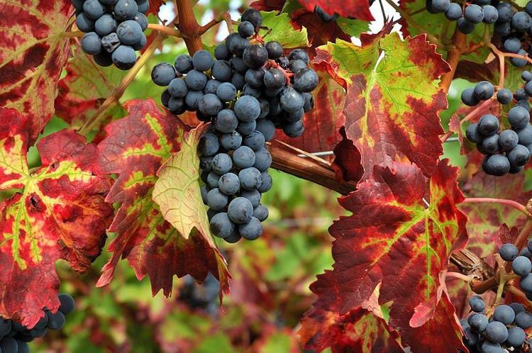 Vitis Brant Grape Vine