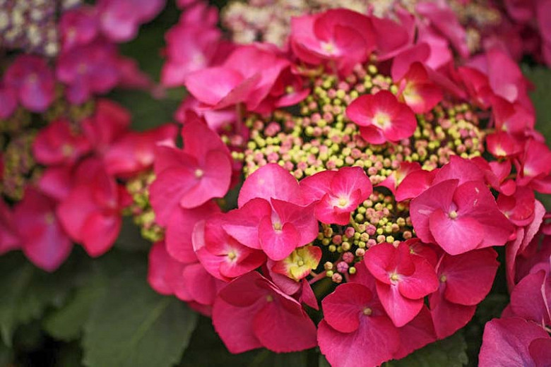 Image of Hydrangea Rotschwanz in full bloom