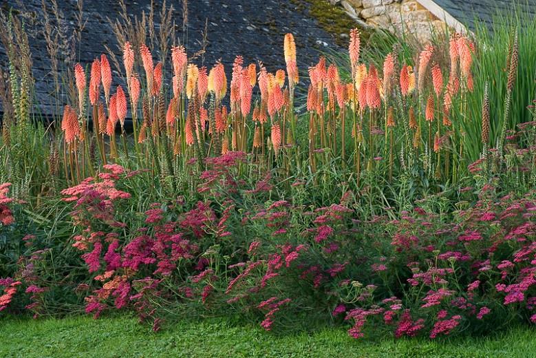 Red hot poker plants for sale australian