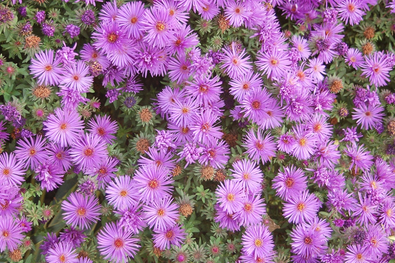 Aster Woods Purple Aster Flower, Flowers Perennials, Plants For Small  Gardens