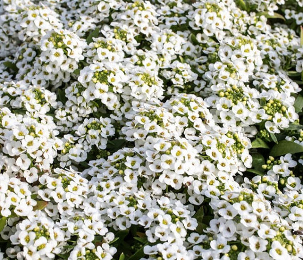 Lobularia 'Snow Crystals' (Sweet Alyssum)