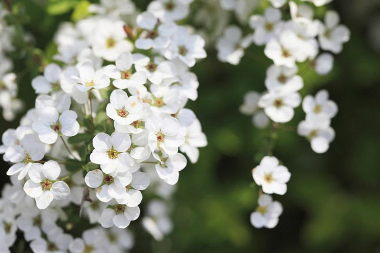 Image of Spiraea thunbergii in full bloom