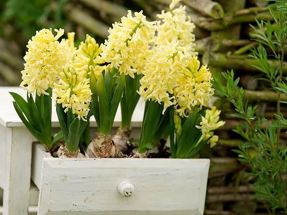 Hyacinthus orientalis 'City of Haarlem' (Dutch Hyacinth)