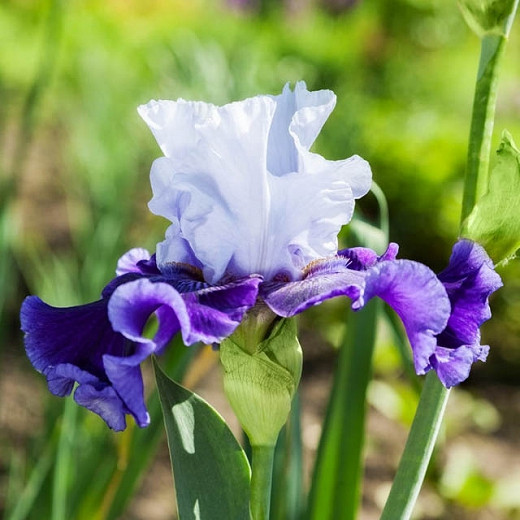 Iris Global Crossing Bearded Iris