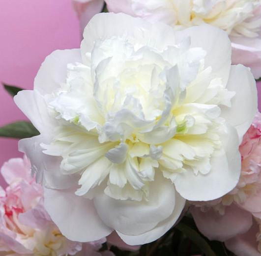 Paeonia Lactiflora Duchesse De Nemours Peony