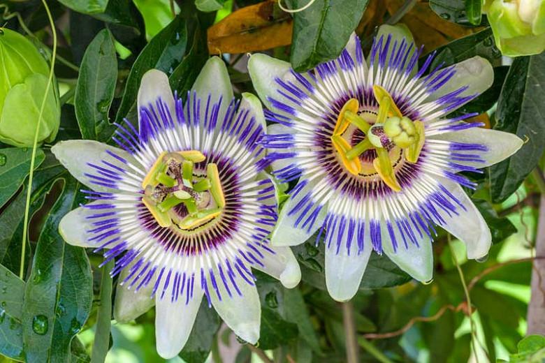Passion flower plant canada