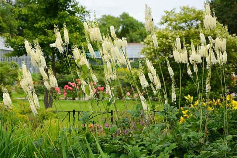 Actaea Racemosa Black Cohosh