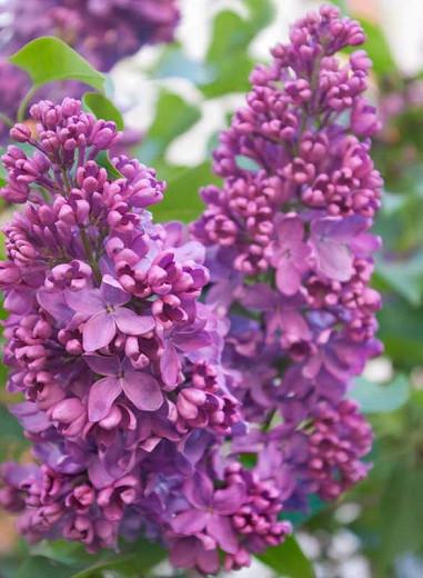 Syringa Vulgaris Yankee Doodle Lilac