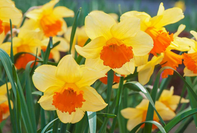 Narcissus 'Orange Progress' (Large-Cupped Daffodil)