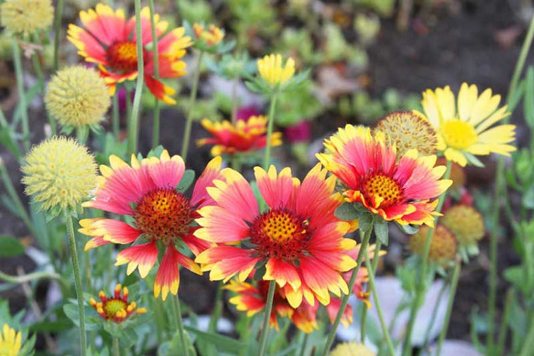 Seeds Of Blanket Flower GAILLARDIA ARISTATA The Original Garden | lupon ...