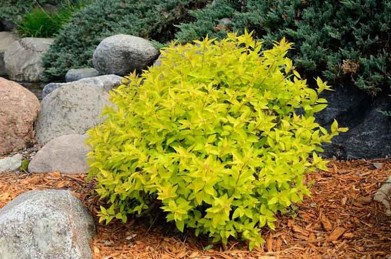 Spiraea Japonica Gold Mound Japanese Spirea