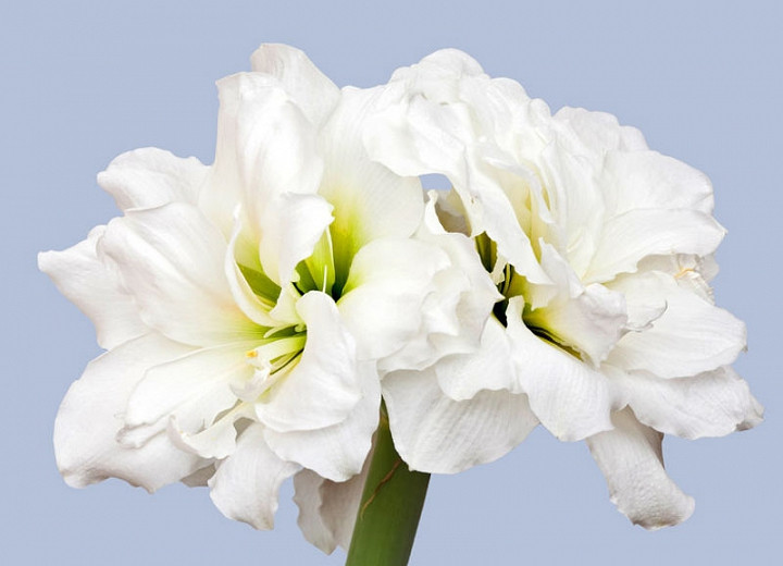 Amaryllis 'Alfresco' (Hippeastrum)