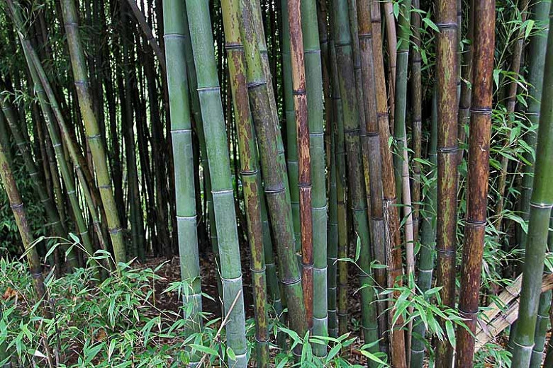 Phyllostachys nigra 'Boryana' (Tiger Bamboo)