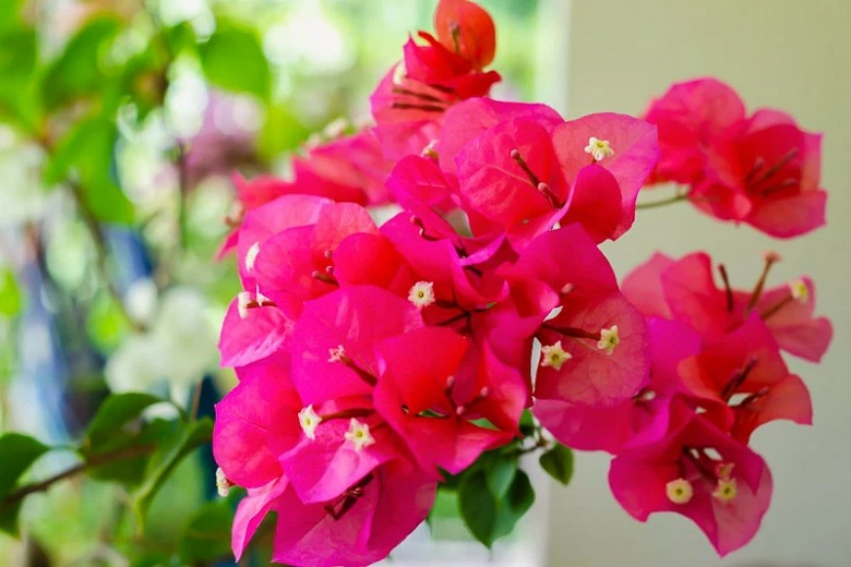 Bougainvillea Oo-la-la