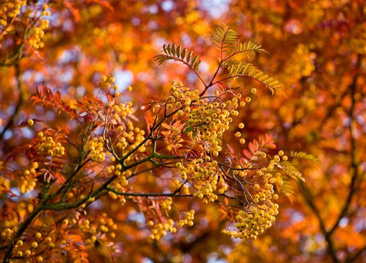 Sorbus Joseph Rock Mountain Ash