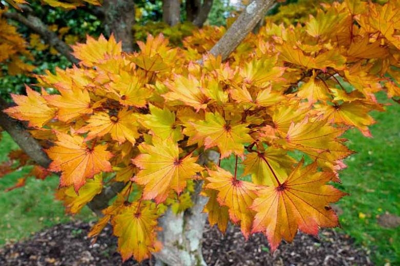Acer Shirasawanum Aureum Golden Full Moon Maple