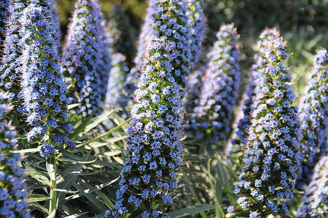 Echium Candicans Pride Of Madeira