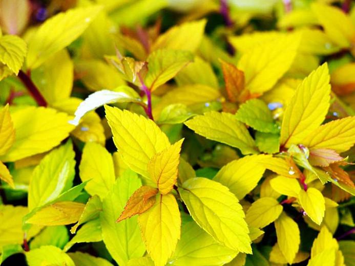 Spiraea Japonica Gold Mound Japanese Spirea