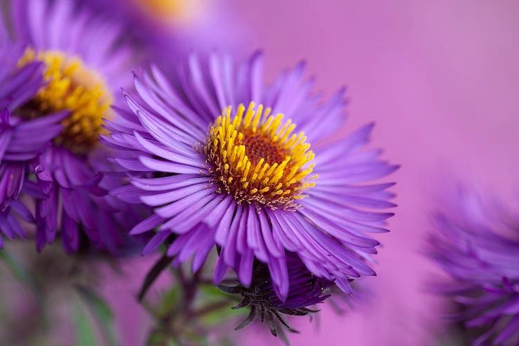 Aster novae-angliae 'Violetta' (New England Asters)