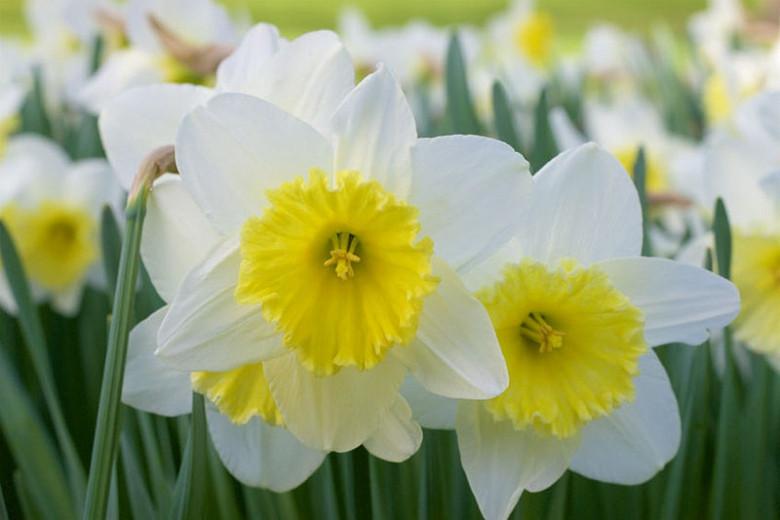 Narcissus Holland Sensation Trumpet Daffodil