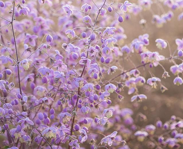 Thalictrum Delavayi Chinese Meadow Rue