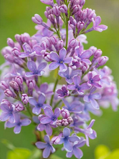 Syringa vulgaris 'Wedgewood Blue' (Lilac)