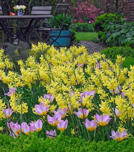 Narcissus Hawera Triandrus Daffodils