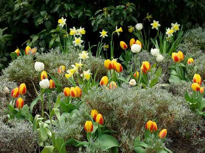 Narcissus Topolino Trumpet Daffodil