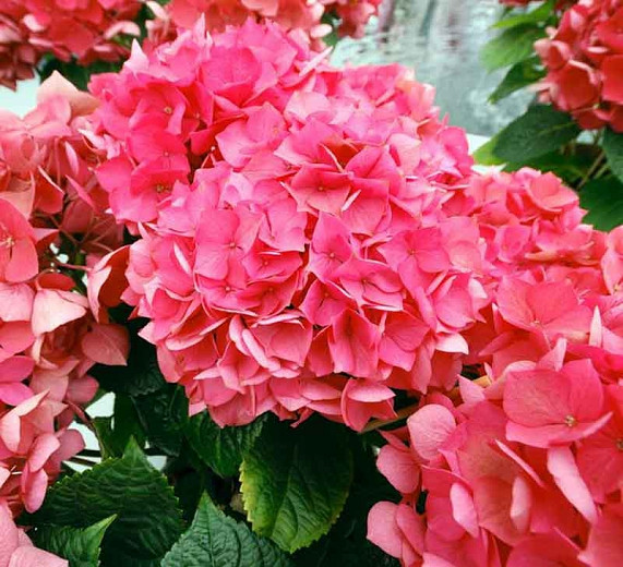 Image of Hydrangea macrophylla masja flower in garden