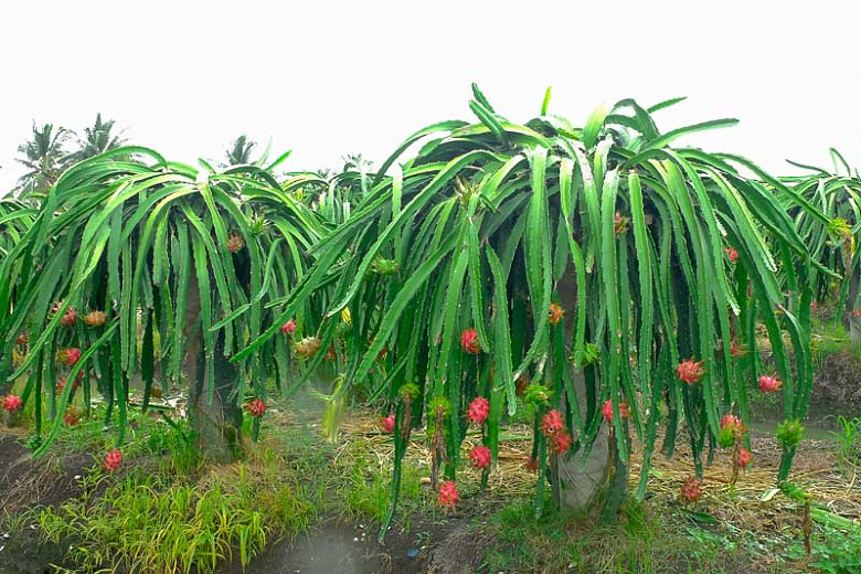 Ziek persoon Nevelig Gehuurd Dragon Fruit: How to Grow and Care with Success