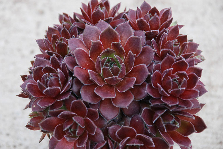 Sempervivum Chick Charms® Berry Bomb™ (Hens and Chicks)