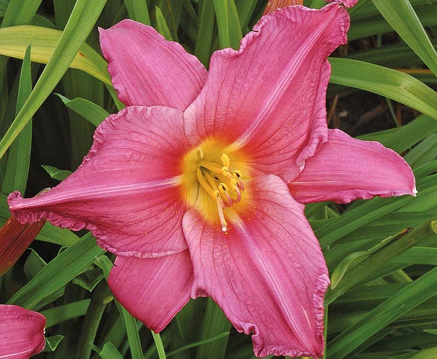 Image of Daylily (Hemerocallis) summer ground cover plant