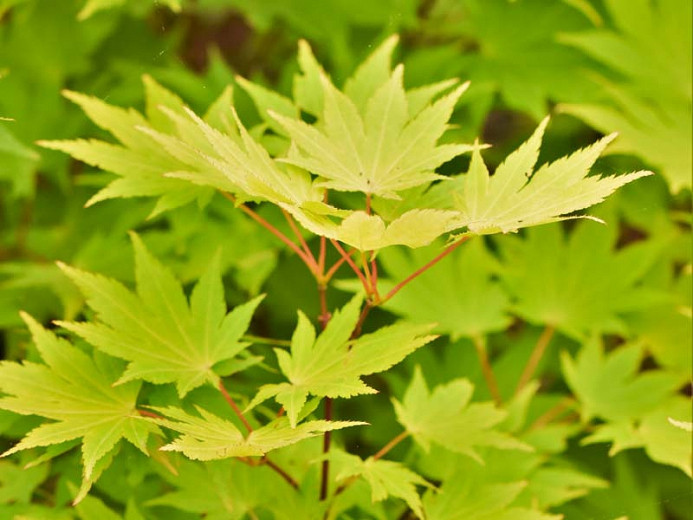 Acer shirasawanum 'Jordan' (Full Moon Maple)