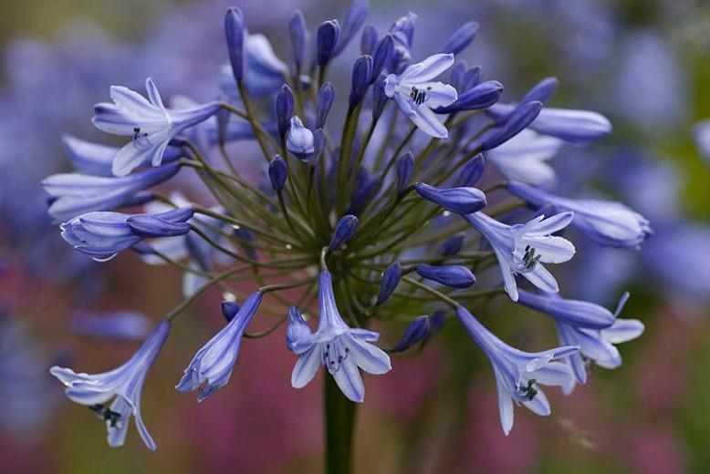 Agapanthus Dr Brouwer African Lily