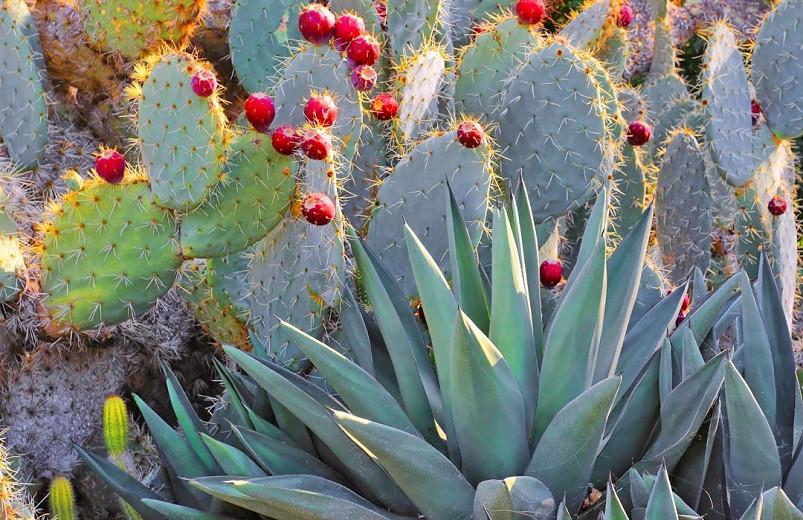 Opuntia robusta (Silver Dollar Prickly Pear)