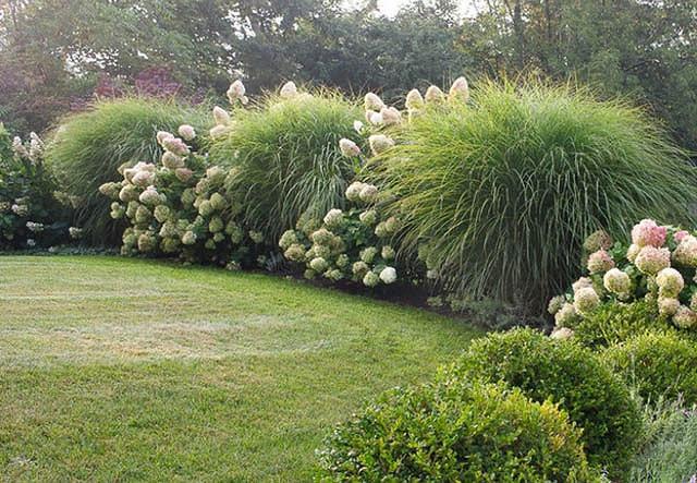 Miscanthus Sinensis Morning Light Chinese Silver Grass