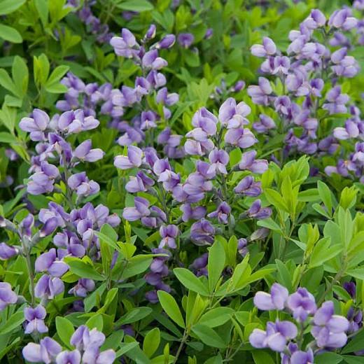 Baptisia 'Purple Smoke' (False Indigo)