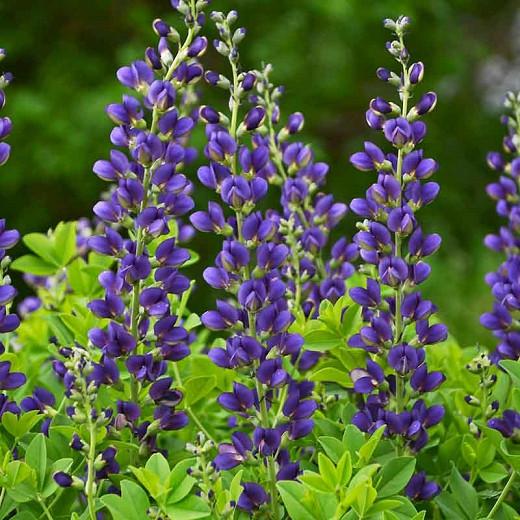 Baptisia 'Sparkling Sapphires' (False Indigo)