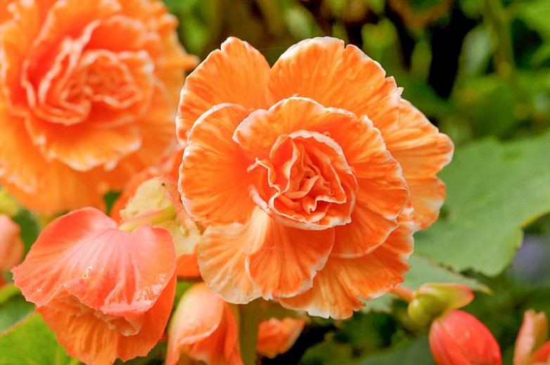 Begonia 'Picotee Lace Apricot'