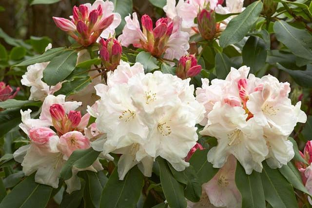 Rhododendron Loderi King George