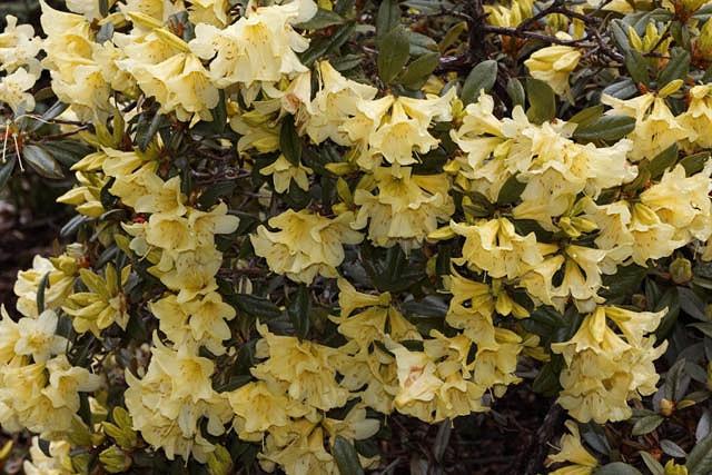 Am besten suchen Rhododendron Saffron Queen