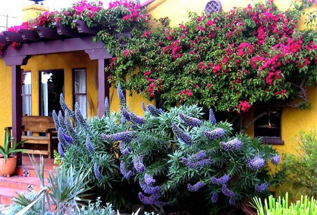 Echium Candicans Pride Of Madeira