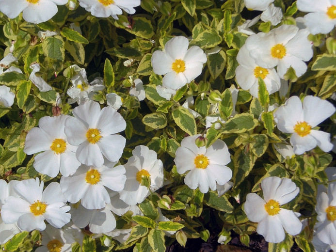 Cistus Little Miss Sunshine